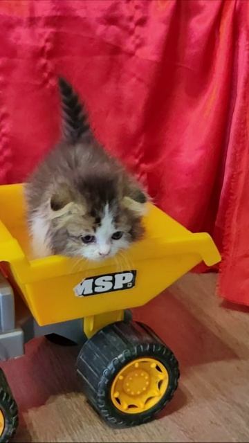 Водитель желтого самосвала 2. #котята #шорты 4k смотреть онлайн