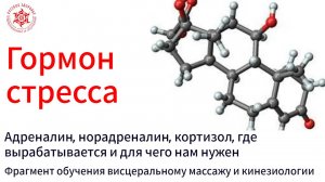 Гормон стресса. Адреналин, норадреналин, кортизол, где вырабатывается и для чего  нужен.