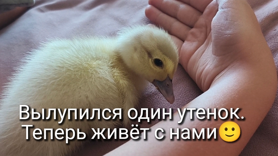 Вылупился только один утёнок.Живем в месте в доме. Мускусная утка. смотреть онлайн
