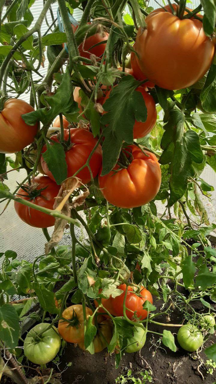 ХОТИТЕ ШИКАРНЫЙ УРОЖАЙ ТОМАТОВ - САЖАЙТЕ СОРТ ПОДАРОК УКРАИНЕ смотреть онлайн