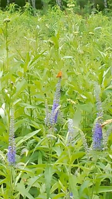 Бабочки на цветах смотреть онлайн