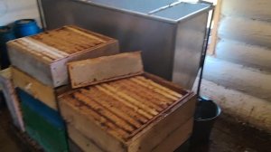 Качаем мед. Пасека на Алтае. Медосбор дягель.