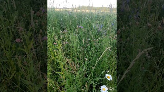 Прекрасная летняя поляна.mp4 смотреть онлайн