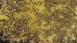 пчела Элгон на ячейке 5,16 мм , пересаживаю в 10 рамочный улей, расширяю, ставлю вощину , 8.07.2025