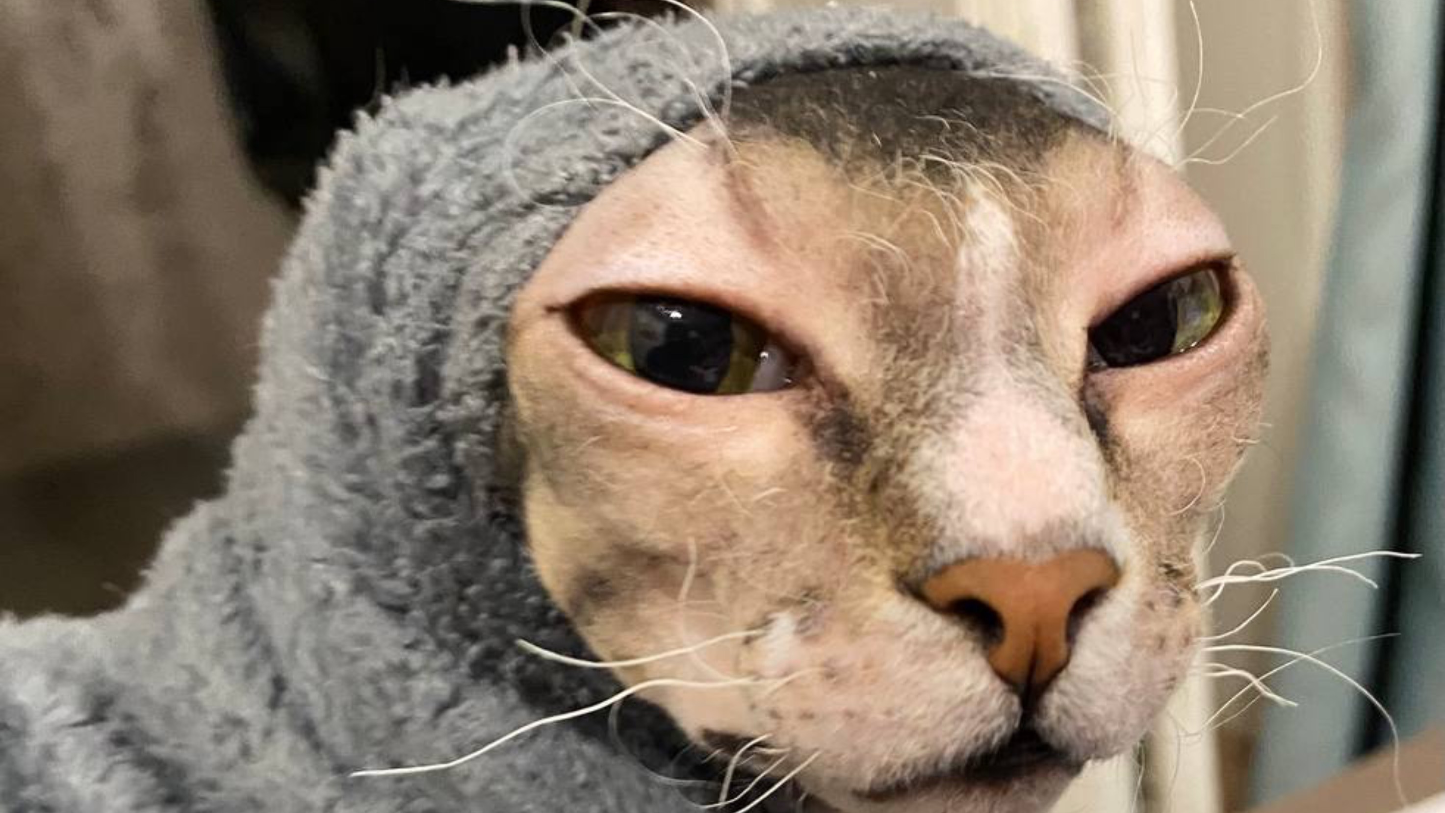 Подкрепилась уткой после водных процедур. Пушистая и лысый друг