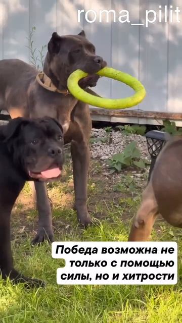 #животные #хитрость #смекалка смотреть онлайн