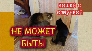 Кошки с озвучкой.