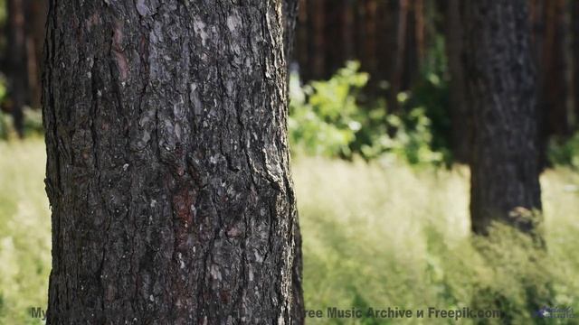 Природа в 360 VR - полное погружение в будущее! - Track 12 -- Berbere Superstar -- The Best Things