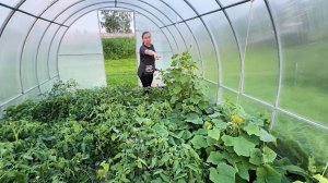 Наконец-то дождались помощников. Строим новый дом внутри старого. Вот это урожай! Жизнь в деревне.