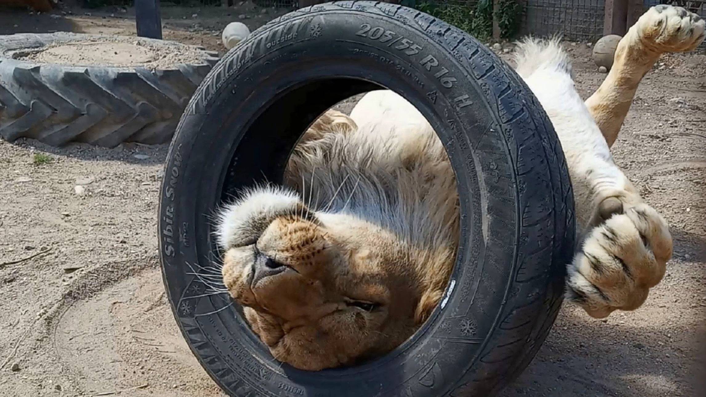 Лев ШЕРХАН примеряет ожерелье, публика неистовствует. Гости из разных стран у Шерханчика и Порша. смотреть онлайн