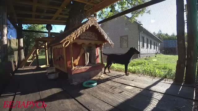 НАЧИНАЮ ПРИВЫКАТЬ К СОСЕДСТВУ. ЖИЗНЬ в ЛЕСУ на КРАЮ БОЛОТА. смотреть онлайн