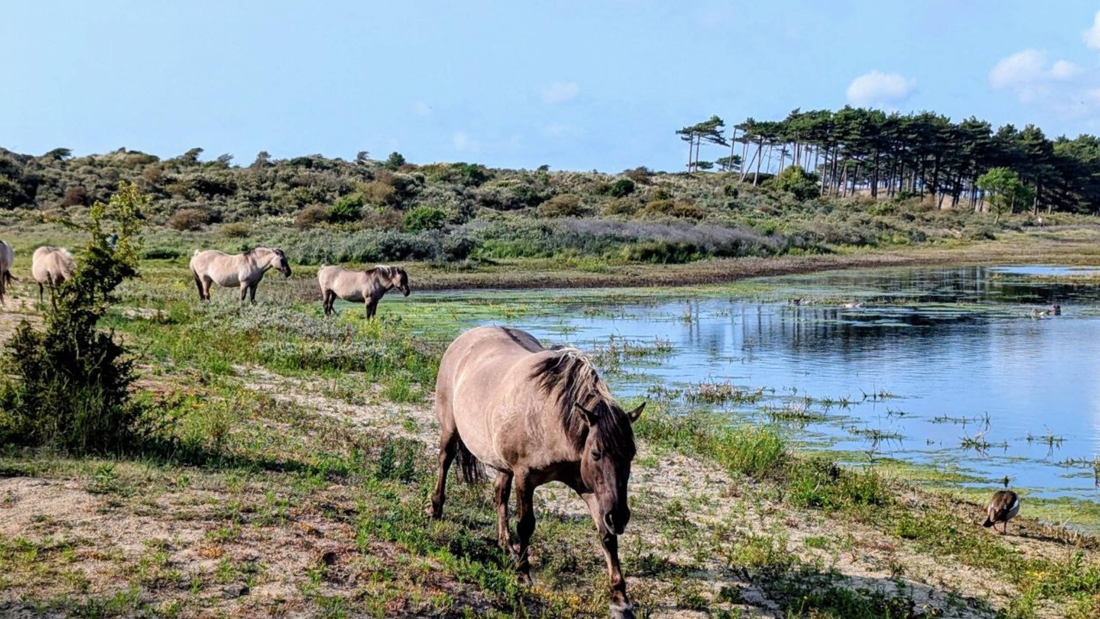 Любуемся Волгой рекой. смотреть онлайн
