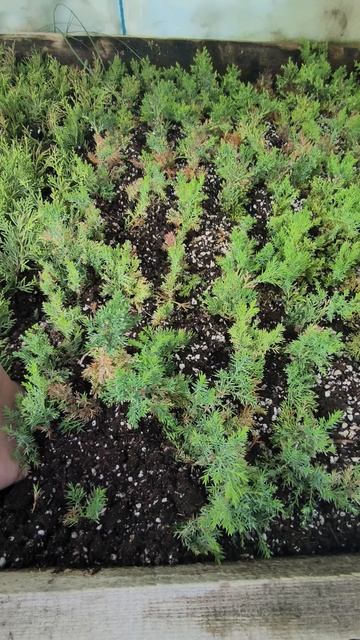 Пересадка укоренившихся черенков - результат черенкования смотреть онлайн