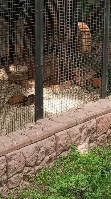 Зоопарк г.Иваново. Июнь 2025