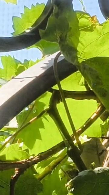 Горлица кормит своих птенцов