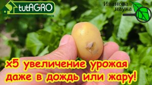 КАРТОФЕЛЯ БОЛЬШЕ В 5 РАЗ! Обязательная обработка картофеля в ИЮЛЕ! Как получить больше картофеля?