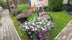 Петуньи показывают свою красоту.