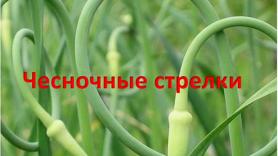 Закуска из чесночных стрелок смотреть онлайн