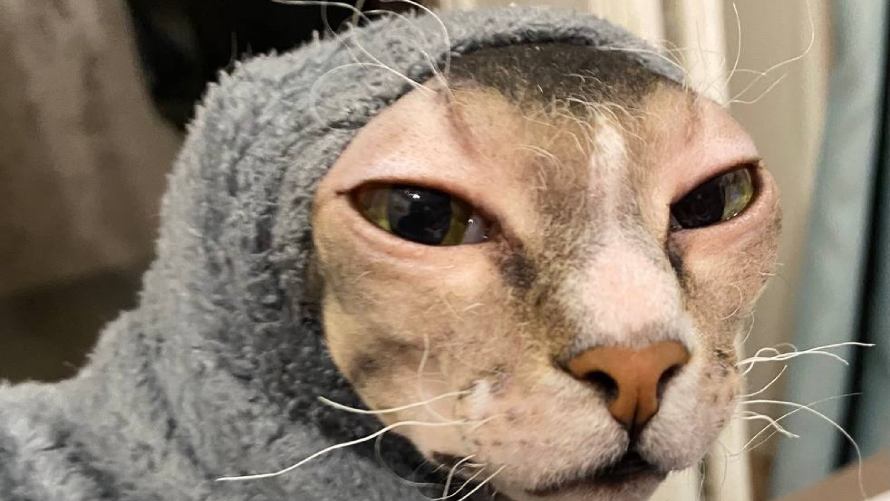 Радуется снегу. Пушистая и лысый друг