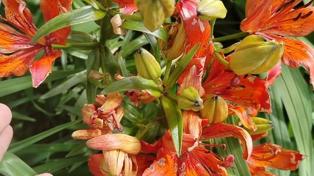 Даурская Лилия - неудачное цветение 2025 смотреть онлайн