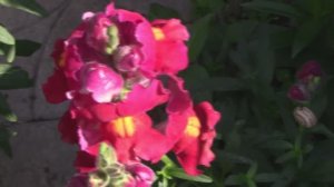 Выращивание львиного зева от посева до цветения.