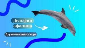 Дельфин Афалина! Друзья человека в море