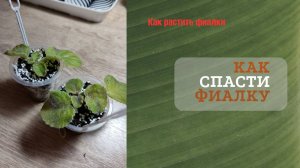 Как спасти фиалку, если подсушили корневую систему