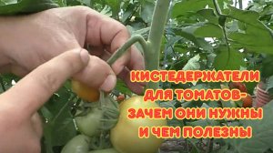 Кистедержатели и клипсы для томатов: зачем они нужны и как ими пользоваться.