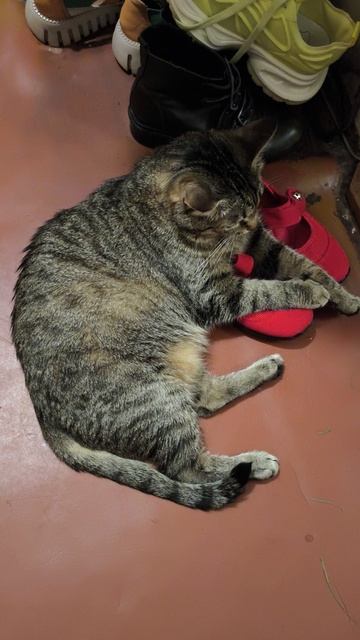 Как определяется любовь кошки. смотреть онлайн