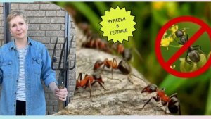 Мой проверенный способ борьбы с муравьями действует!!!
