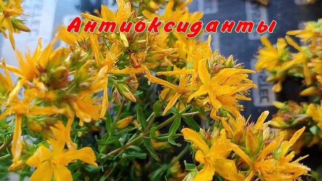 Зверобой- лекарственное растение смотреть онлайн