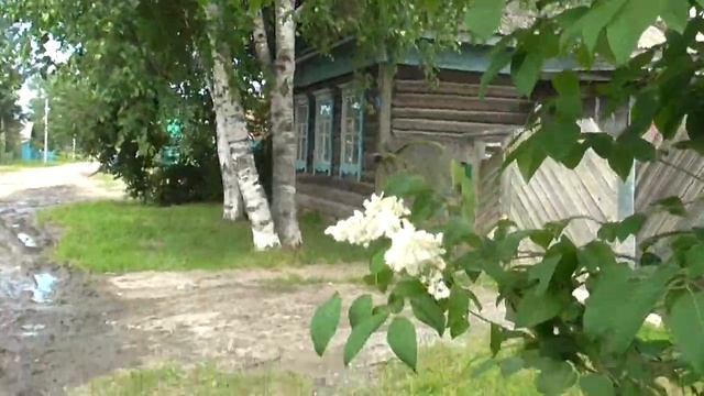 Сирень Амурская белая у дома моего смотреть онлайн