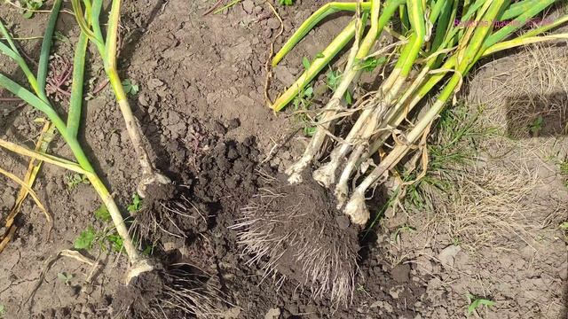 Когда выкапывают чеснок?