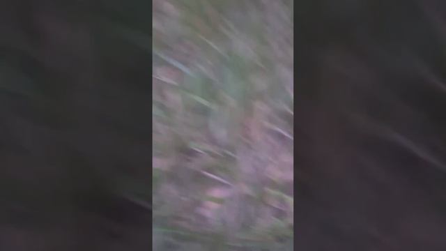 Ловим ЁЖИКА 🦔 смотреть онлайн