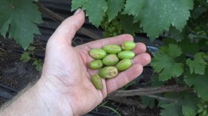 Центральная обработка от оидиума и не только