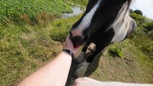 Англия. цыганские лошади