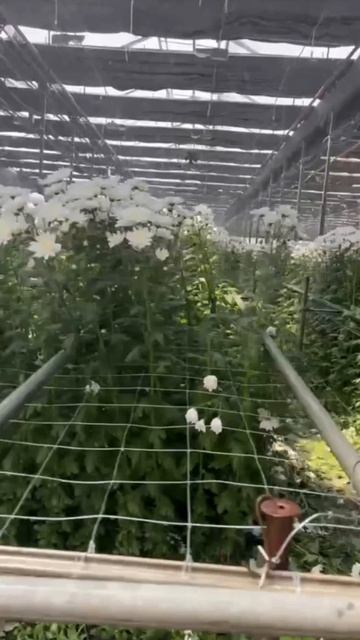 Хризантема от производителя