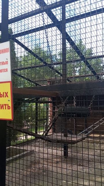 Зоопарк г.Иваново. Июнь 2025