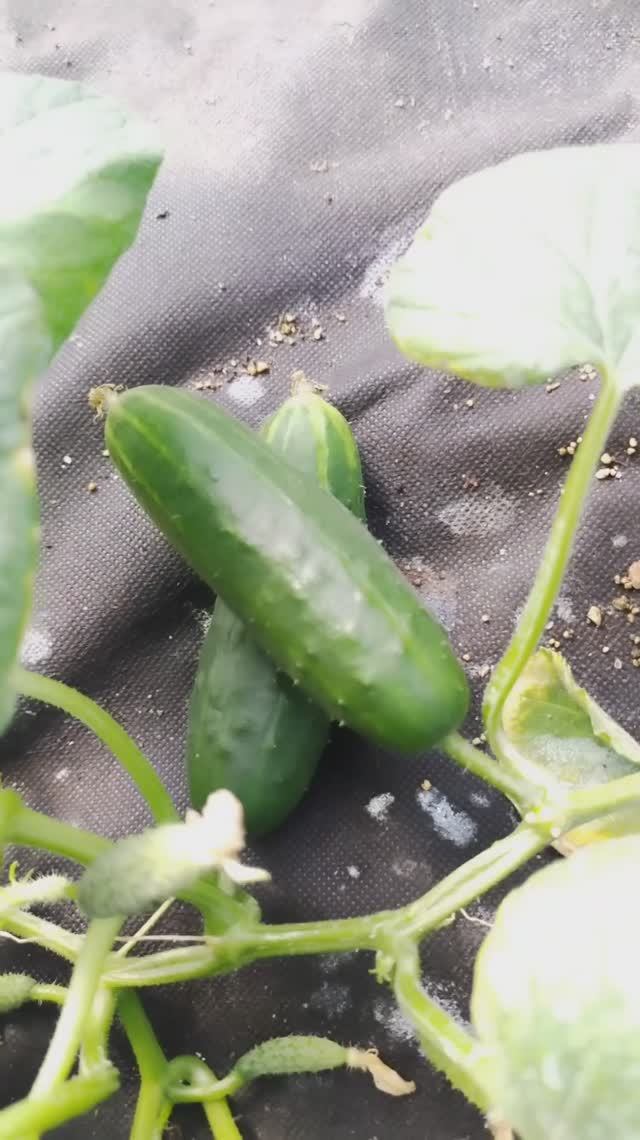 5 июля на даче собираем огурцы. #огурцы, #впарнике, #надаче, #тверскаяобласть