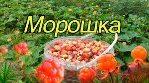 Сбор морошки в Вологодской области. Царская ягода или болотное золото?