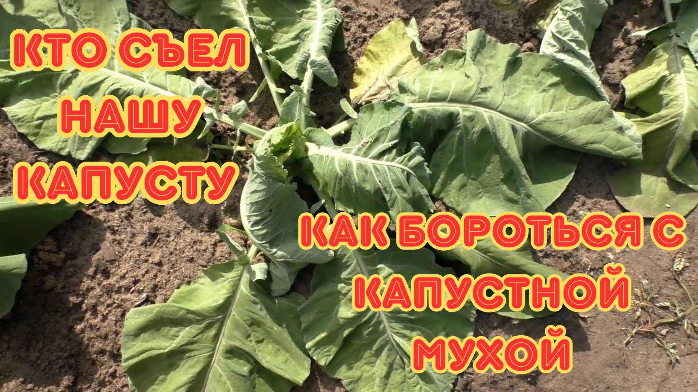 Капустная муха. Как распознать и спасти урожай — личный опыт борьбы. смотреть онлайн