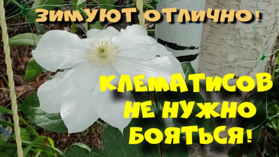 КЛЕМАТИСОВ НЕ СТОИТ БОЯТЬСЯ! смотреть онлайн