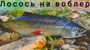Сочный ЛОСОСЬ на воблер. Ловим Горбушу. Рыбалка в России.