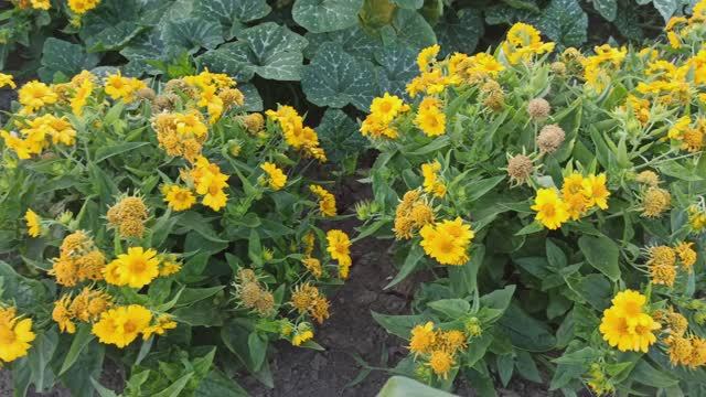 А, вам, знаком этот цветок? смотреть онлайн