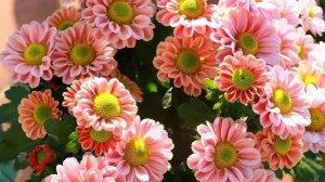 Хризантема из Семян: Все Секреты!