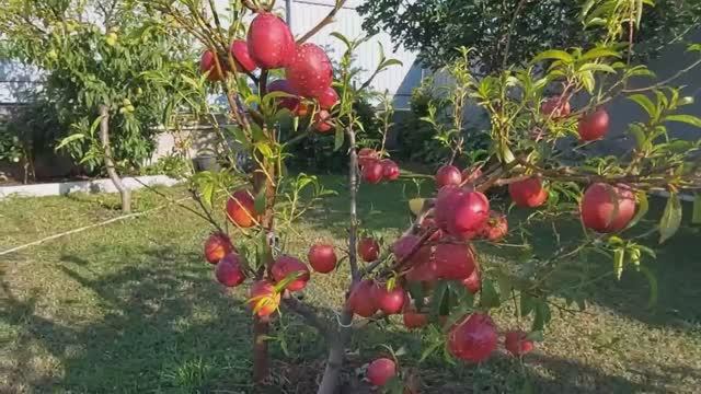 Пришла летняя жара. Начали созревать фрукты и овощи на участке. смотреть онлайн