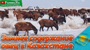 Эдильбаевские овцы. Зима, холод, снег и никаких навесов. Невероятная адаптивность эдильбаевских овец