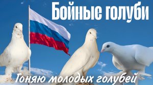 Бойные голуби летят и набирают игру. Тверская область. #pigeon #kabootarba #голуби #pigeonhouse