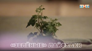 Несколько советов по уходу за комнатными растениями