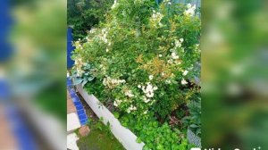 Цветы по всему участку